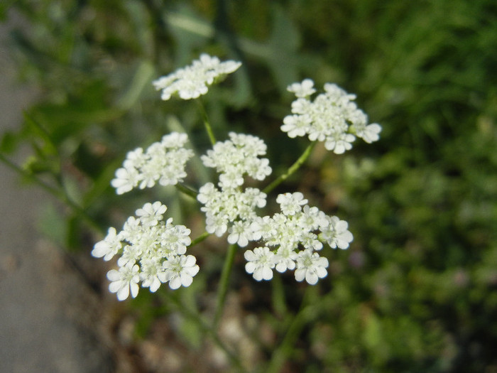 Anthriscus sylvestris (2012, June 22) - Anthriscus sylvestris