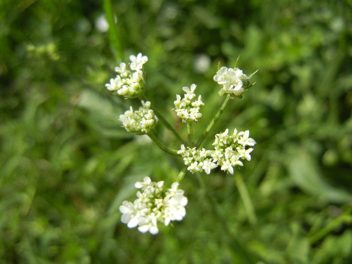 Anthriscus sylvestris (2012, June 22) - Anthriscus sylvestris