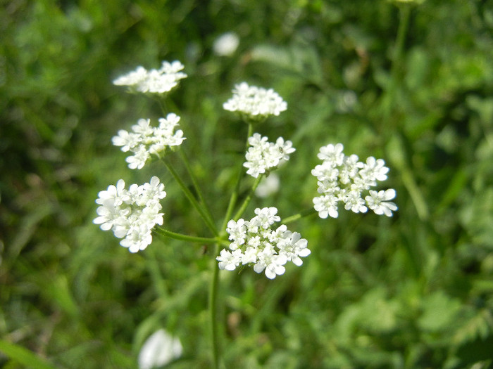 Queen Anne`s Lace (2012, June 22) - Anthriscus sylvestris