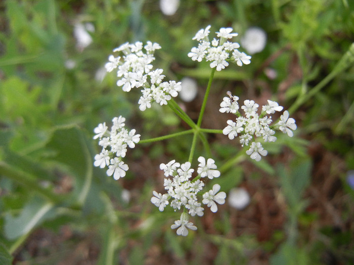 Queen Anne`s Lace (2012, June 26) - Anthriscus sylvestris