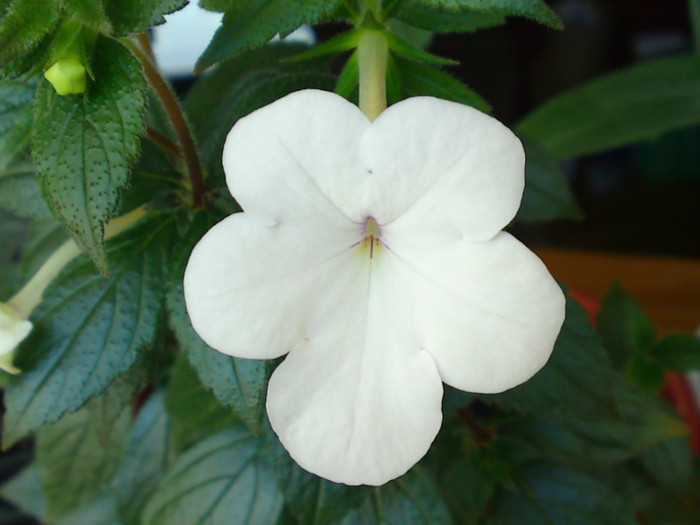 Jay Dee Large White - Achimenes 1