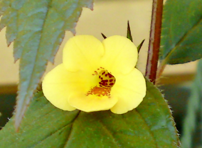 Yellow Beauty - Achimenes 1