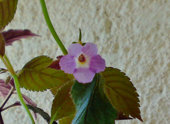 xAchicodonia Dark Star - Achimenes 1