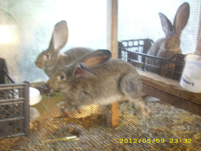 femele 3 luni jumate - iepuri de vanzare