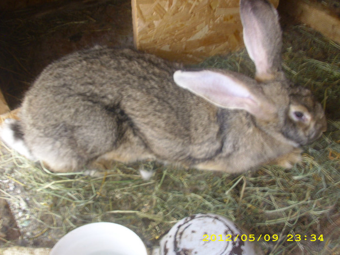 femela 8 luni - iepuri de vanzare