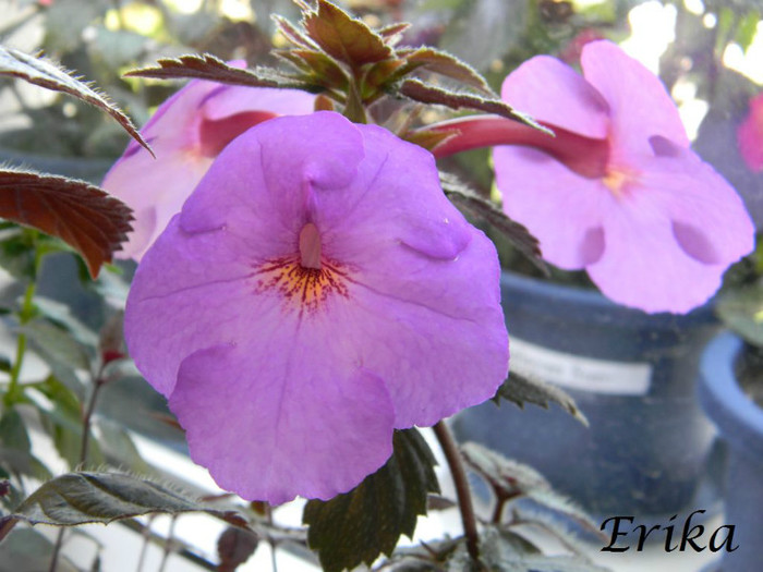 Klaus Neubner 01-07-2012