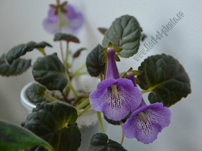 Sinningia Mark Twain - GLOXINIA _ SINNINGIA