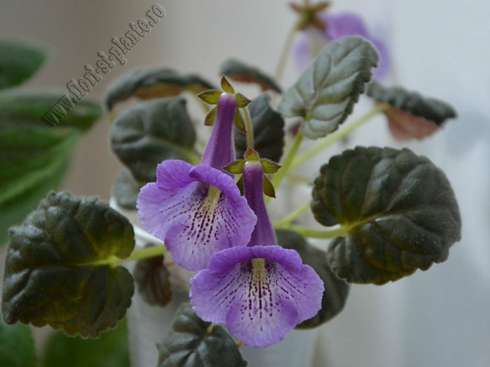 Sinningia Mark Twain - GLOXINIA _ SINNINGIA