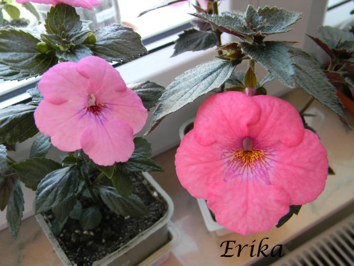 Rose Dreams - Summer Festival