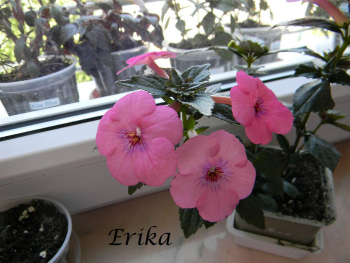 Rose Dreams 01-07-2012