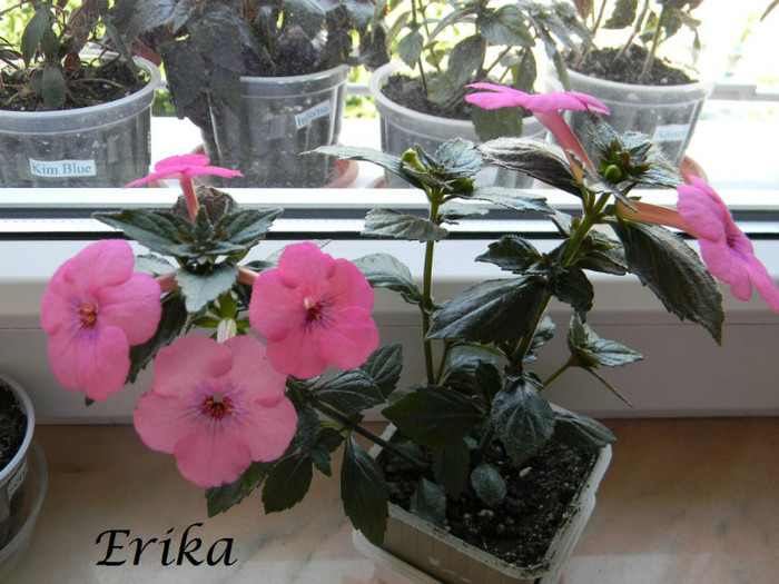 Rose Dreams 01-07-2012