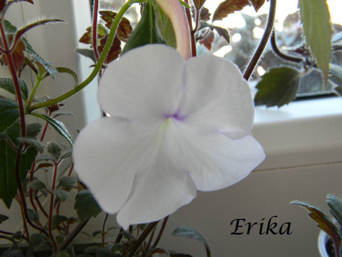 Snow Princess (cred) 01-07-2012