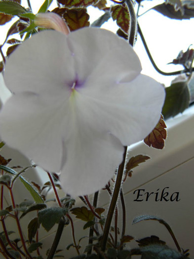 Snow Princess (cred) 01-07-2012