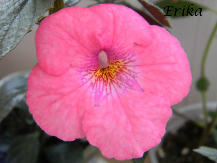 Summer Festival 01-07-2012