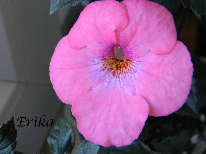 Summer Festival 01-07-2012