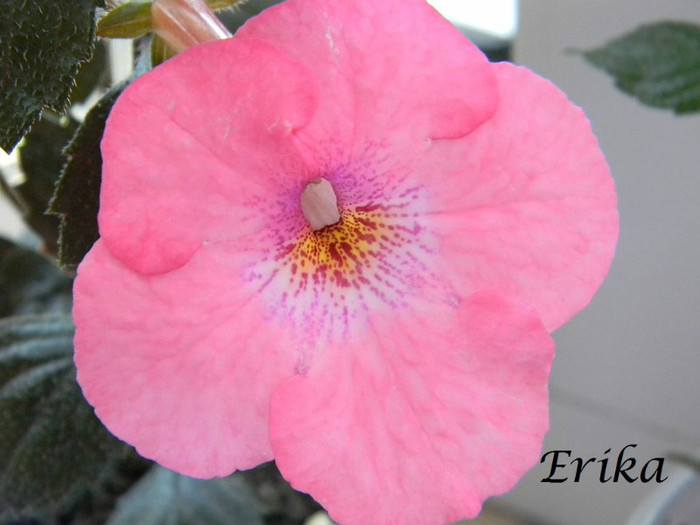 Summer Festival 01-07-2012