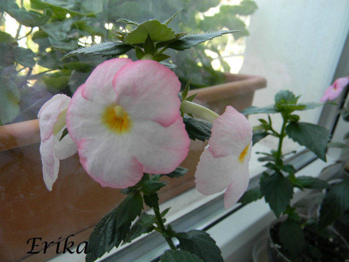 Vie en Rose 01-07-2012