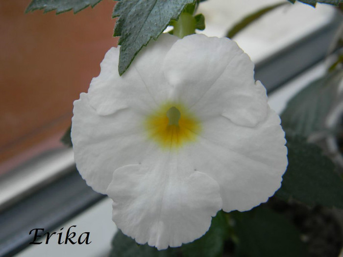 White Swan 01-07-2012