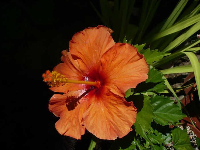 P1150304