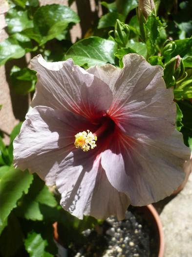 P1150305