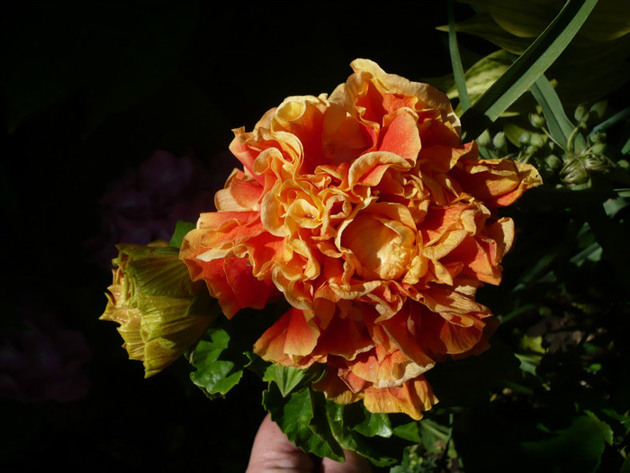 P1150308