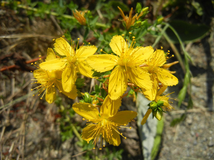 Hypericum perforatum (2012, June 22)