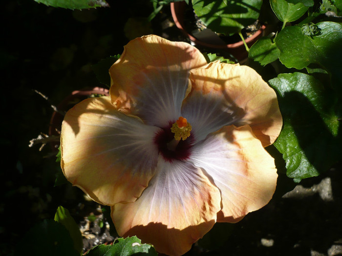 P1150313