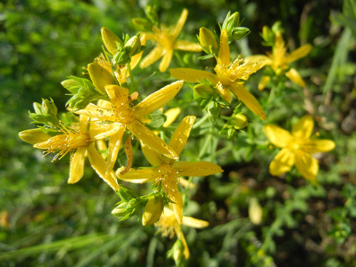 Hypericum perforatum (2012, June 22) - Hypericum perforatum