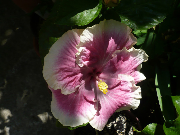 P1150328