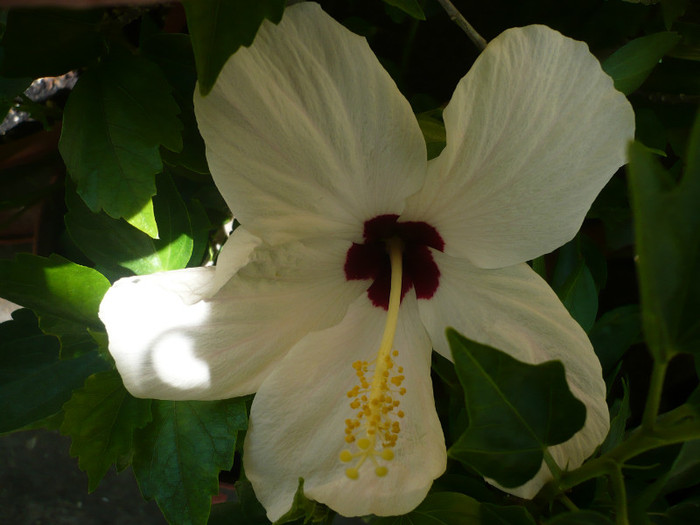 P1150333