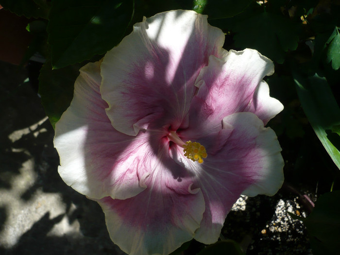 P1150334