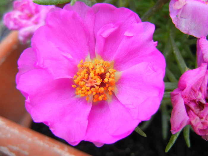 Portulaca grandiflora (2012, June 30) - PORTULACA Grandiflora
