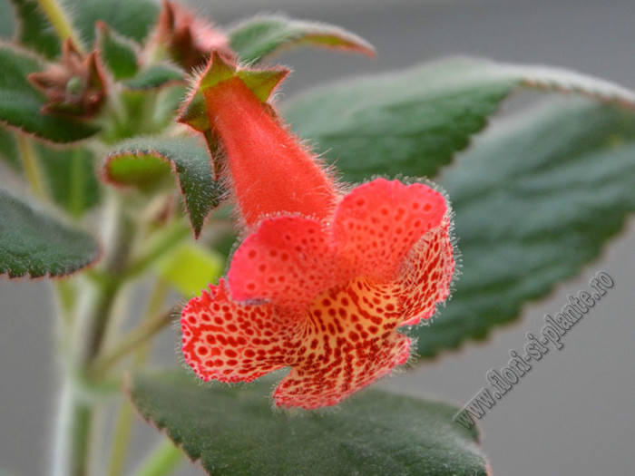 Kohleria HCY´s Berry Valley; 2012
