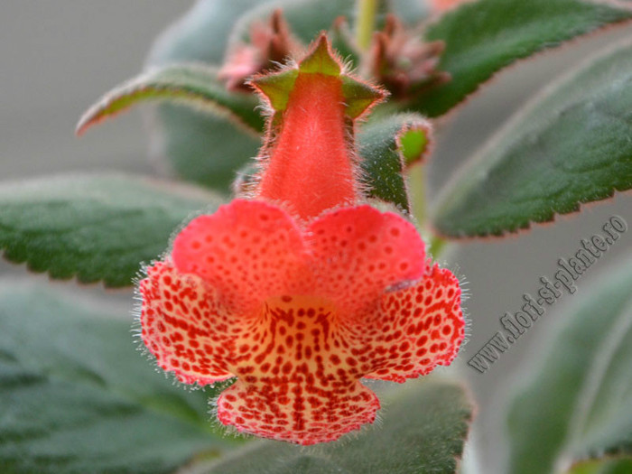 Kohleria HCY´s Berry Valley; 2012
