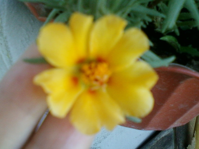 portulaca