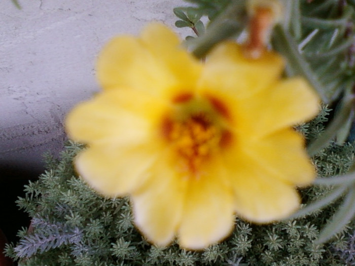 portulaca