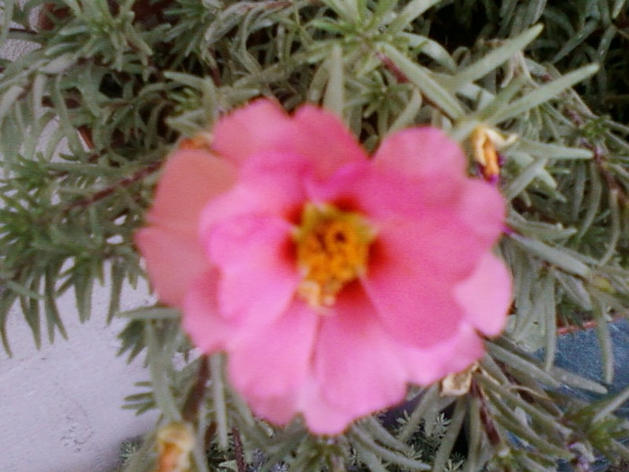 portulaca