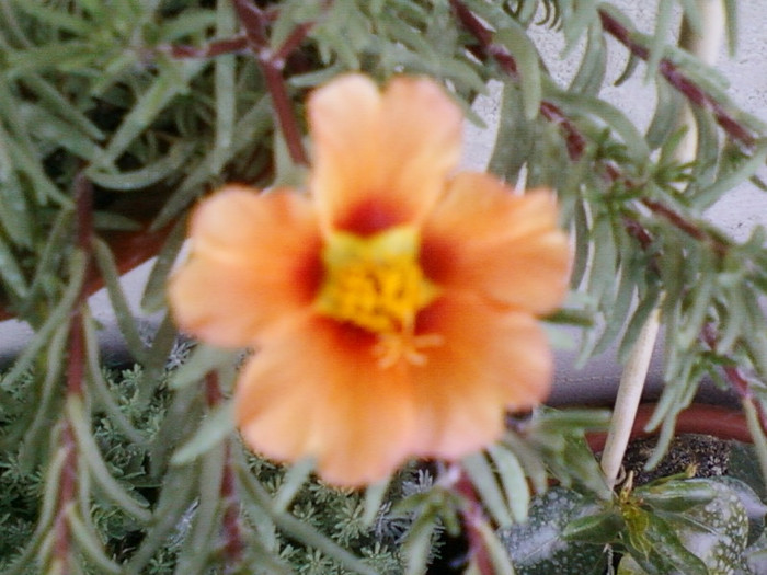 portulaca