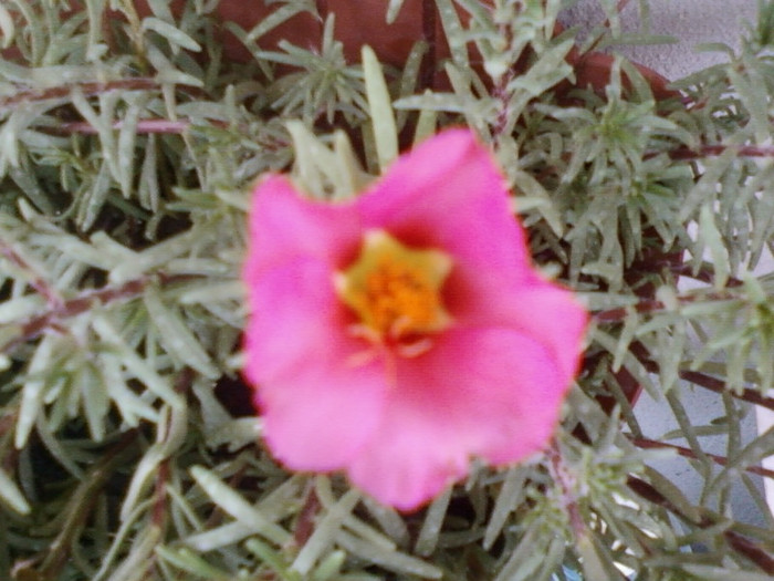 1 iulie 2012-flori 024