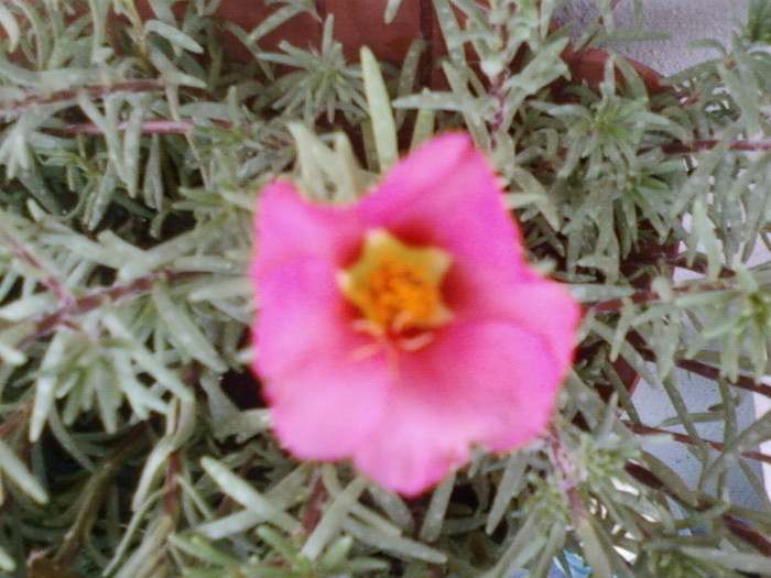 portulaca