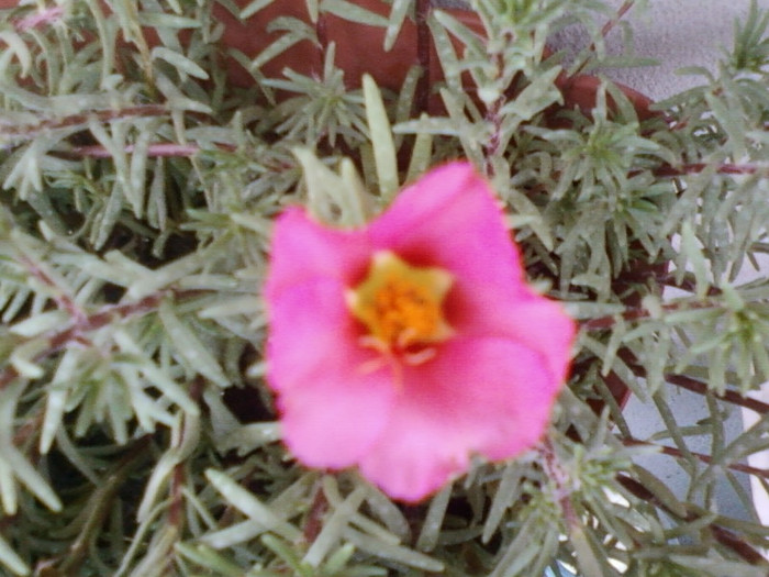 1 iulie 2012-flori 028