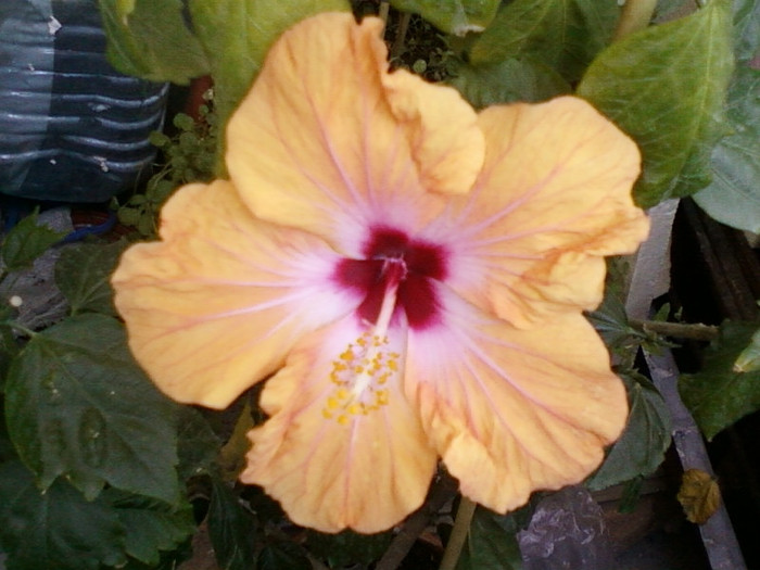 1 iulie 2012-flori 035