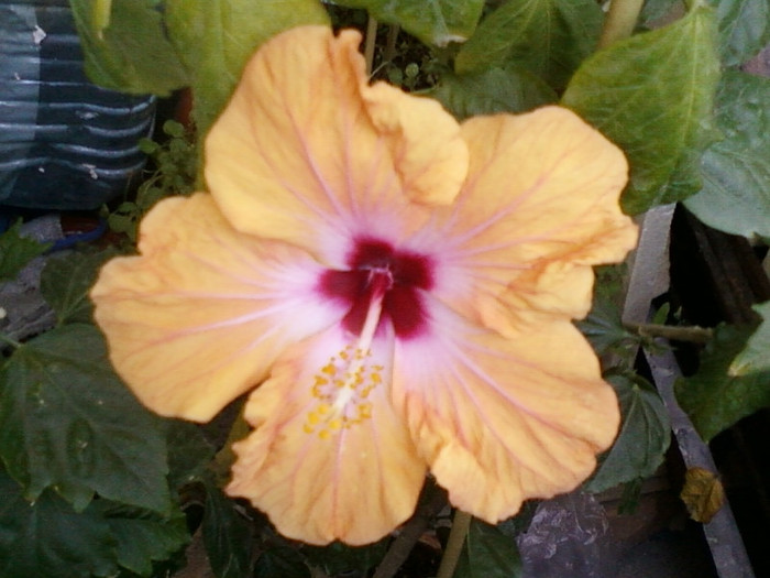 hibi holliday yellow