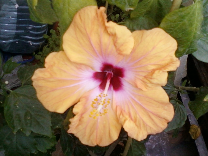 1 iulie 2012-flori 039