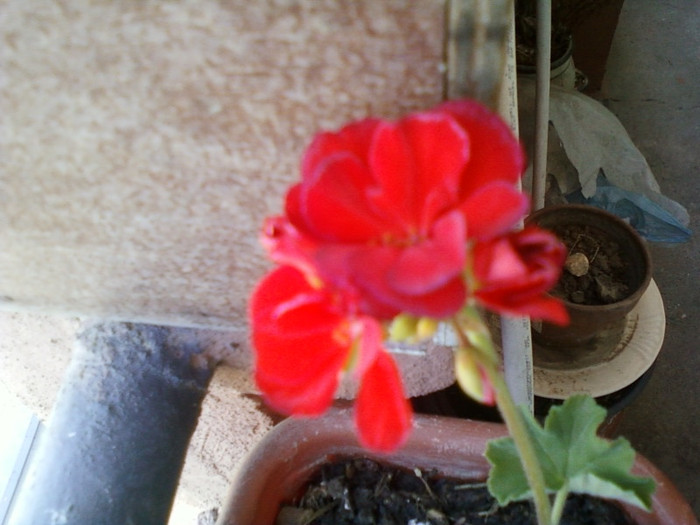muscata de la mama