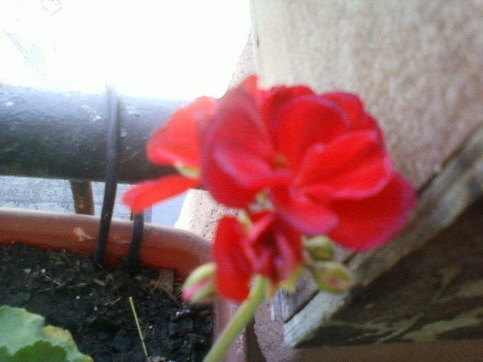 1 iulie 2012-flori 055