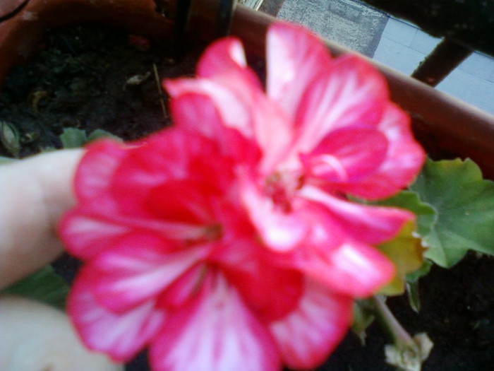 1 iulie 2012-flori 049