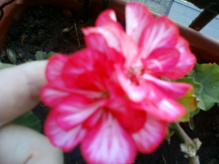 1 iulie 2012-flori 052