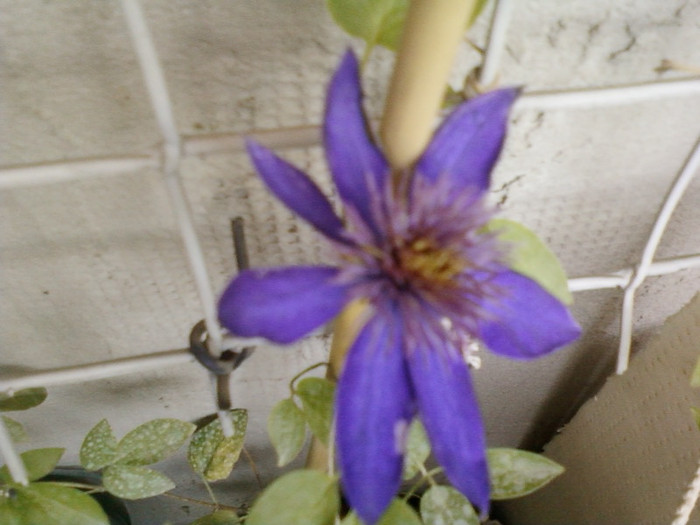 clematis(mov)-multi blue