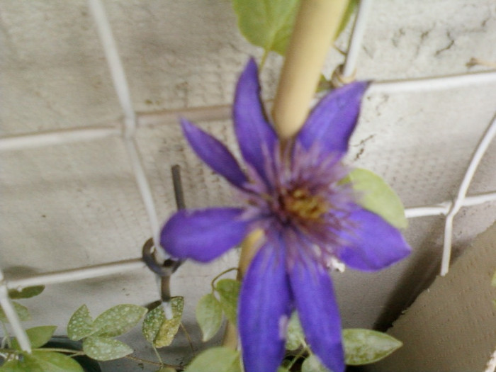 1 iulie 2012-flori 056
